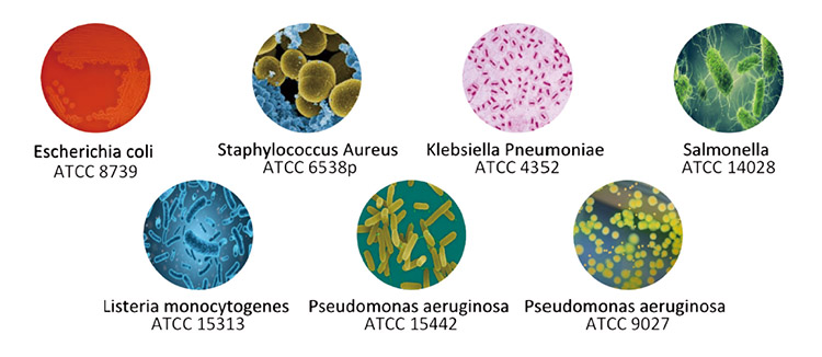 How antimicrobial door hardware work? - News - 3 Bacteria types that HUACI Antimicrobial door hardware is effective against